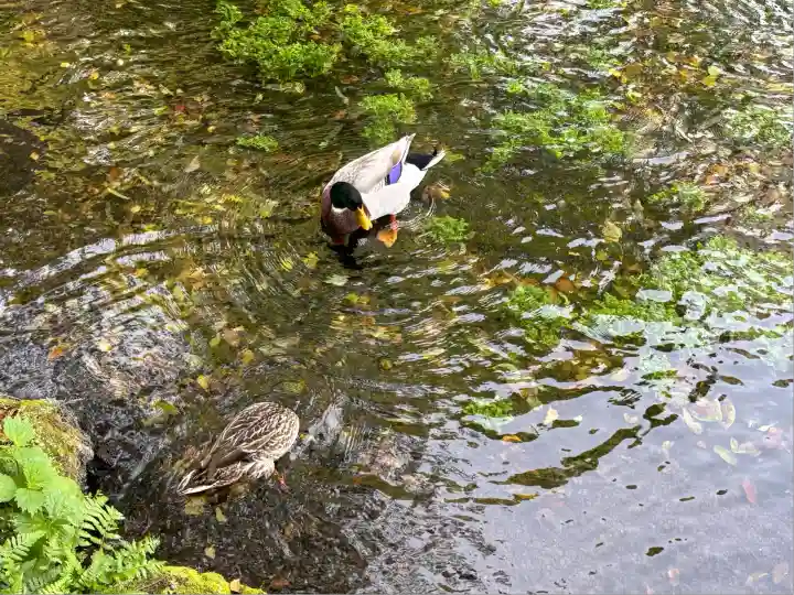 富士山本宮浅間大社(静岡県)