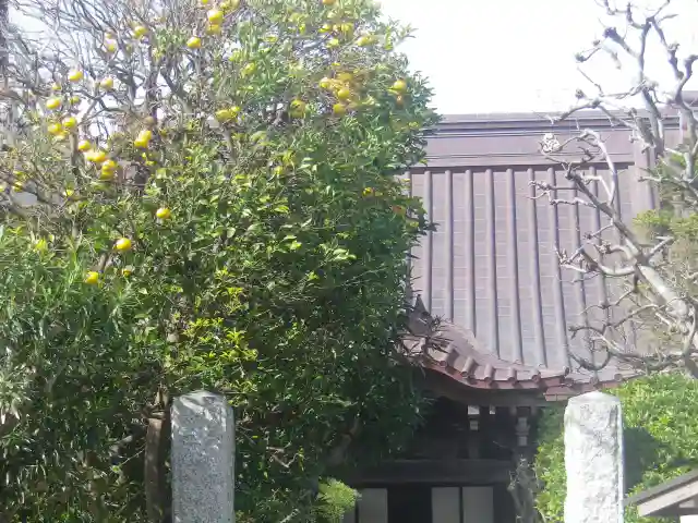 大巧寺の山門・神門