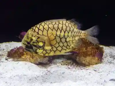 元町厳島神社(神奈川県)