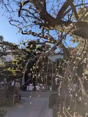 鳩森八幡神社(東京都)