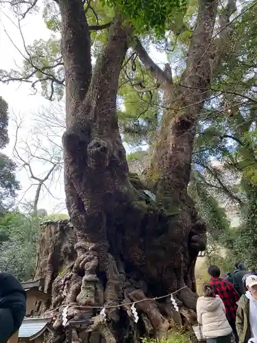 來宮神社の自然