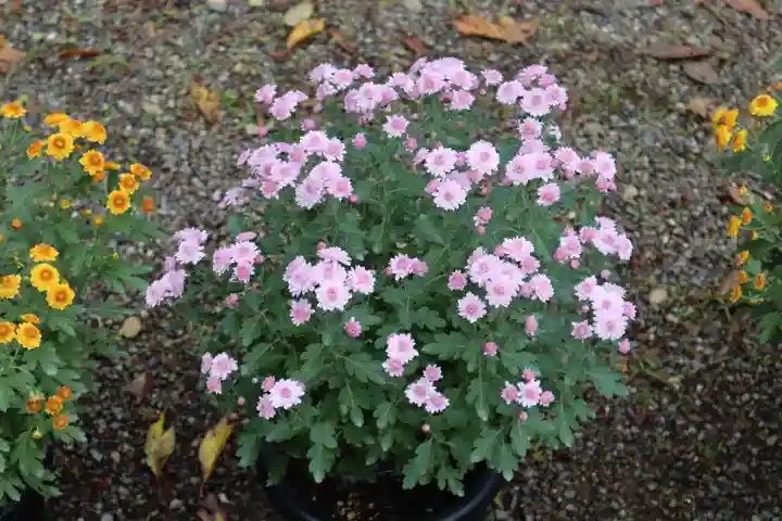 高麗神社の自然