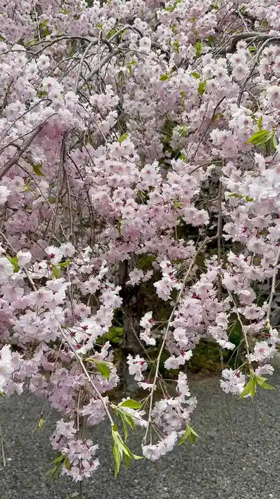 慈眼寺(京都府)