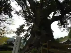 蒲生八幡神社の自然