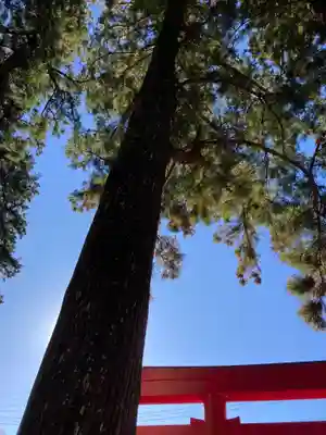 須山浅間神社(静岡県)