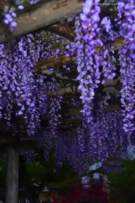 亀戸天神社(東京都)