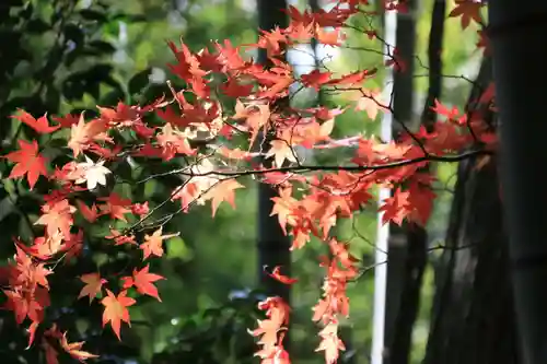 鹿嶋神社の自然