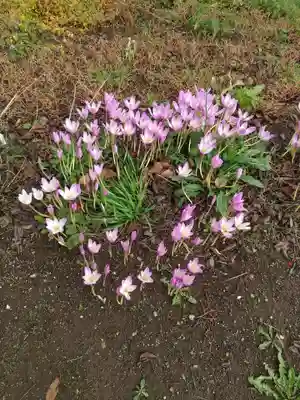 倶知安神社の自然