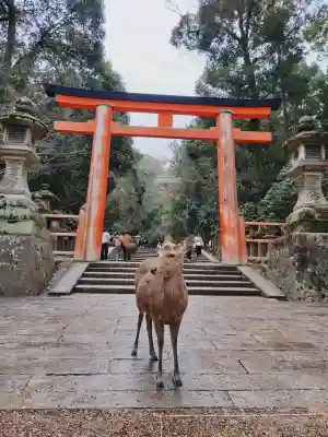 春日大社の{uncategorized: "未分類", other: "その他", undefined: "問題あり", building: "その他建物", grave: "お墓", sacred_gate: "鳥居", guardian: "狛犬", statue: "像", buddha: "仏像", history: "歴史", nature: "自然", garden: "庭園", animal: "動物", pagoda: "塔", temizu: "手水舎", mountain_gate: "山門・神門", sanctuary: "本殿・本堂", subordinate: "末社・摂社", art: "芸術", scenery: "景色", jizo: "地蔵", ema: "絵馬", goshuin: "御朱印", omikuji: "おみくじ", items: "授与品その他", amulet: "お守り", goshuincho: "御朱印帳", eats: "食事", festival: "お祭り", votive_dance: "神楽", shichigosan: "七五三参", wedding: "結婚式", experience: "体験その他", initially: "初詣", around: "周辺", anti_infection: "感染症対策"}