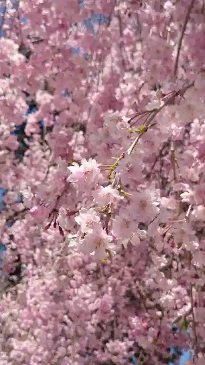 園城寺(三井寺)の自然