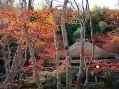 祇王寺の庭園