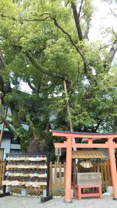 富知六所浅間神社の自然