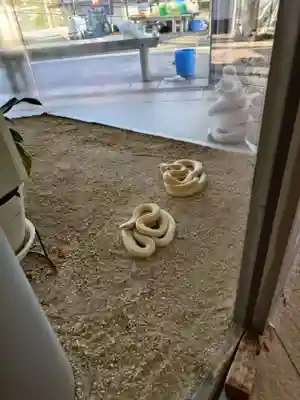 岩国白蛇神社の動物