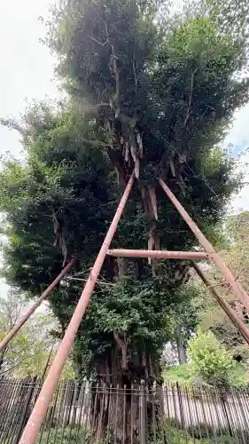 村山浅間神社(静岡県)