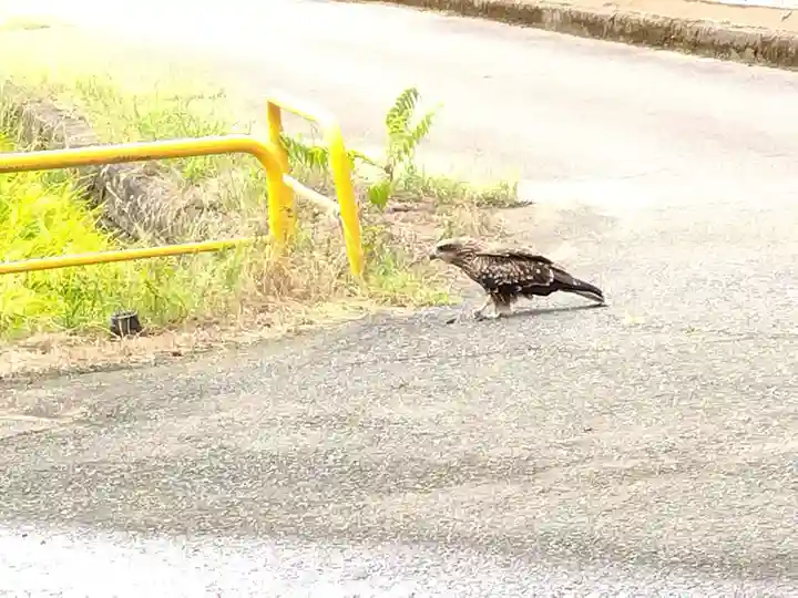 片岸神社(福井県)