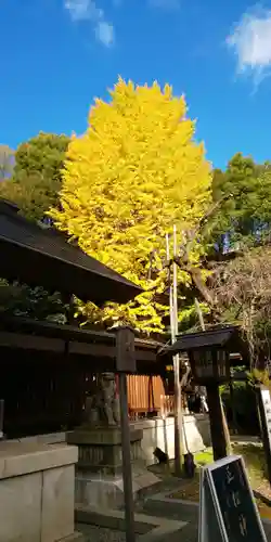 乃木神社の自然