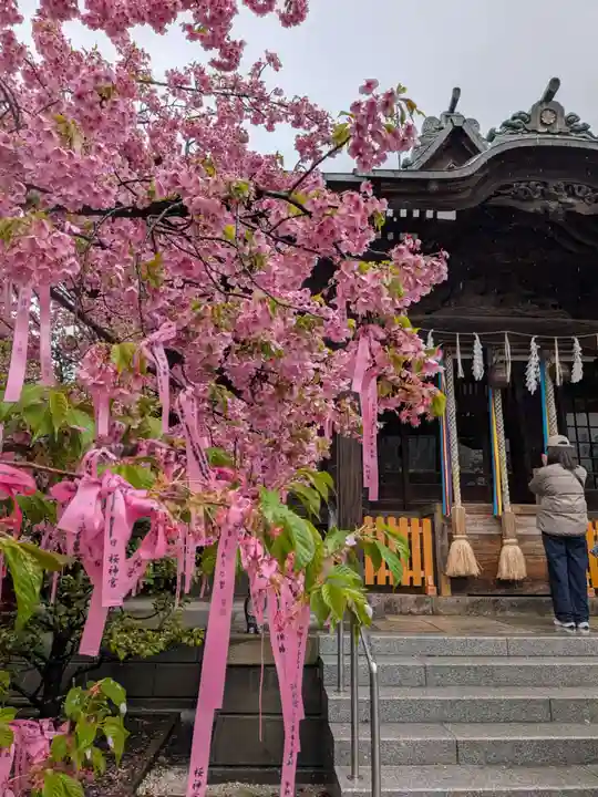 桜神宮(東京都)