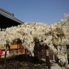 松應寺の自然