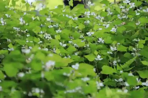 豊景神社の自然