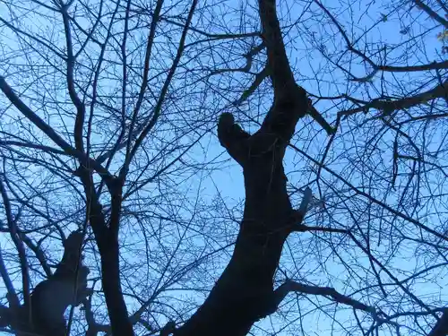 杉山社（帷子町杉山社・久保杉山神社）(神奈川県)