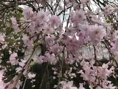 岡寺（龍蓋寺）の自然