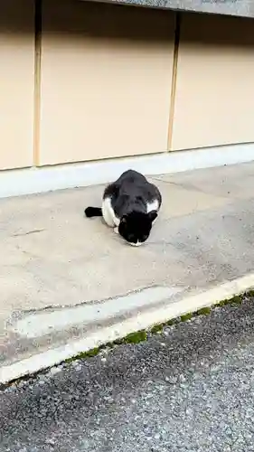 白金氷川神社の動物
