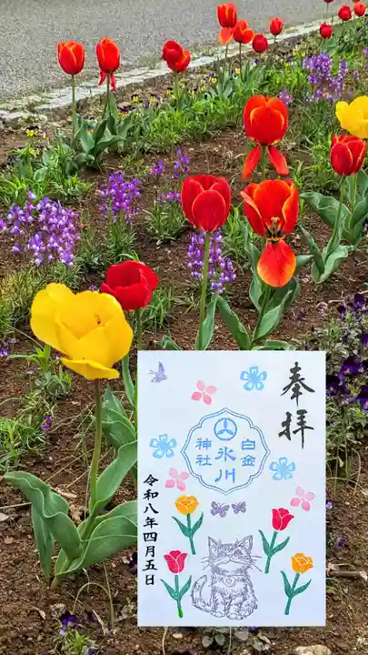 白金氷川神社の御朱印