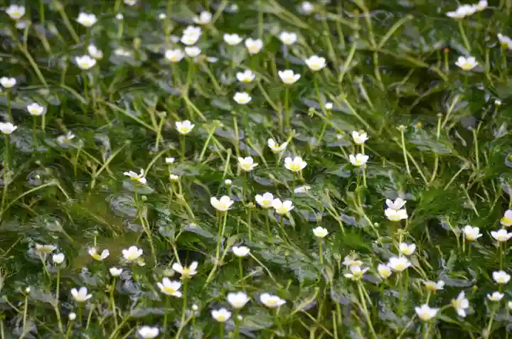 加茂神社(滋賀県)