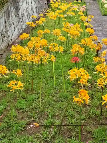 横浜　西方寺の自然