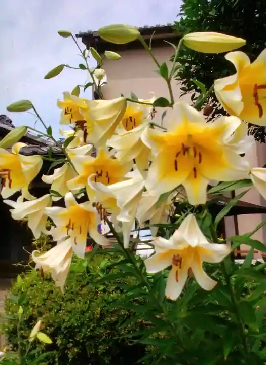 本郷氷川神社(東京都)