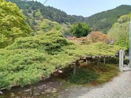 善峯寺(京都府)