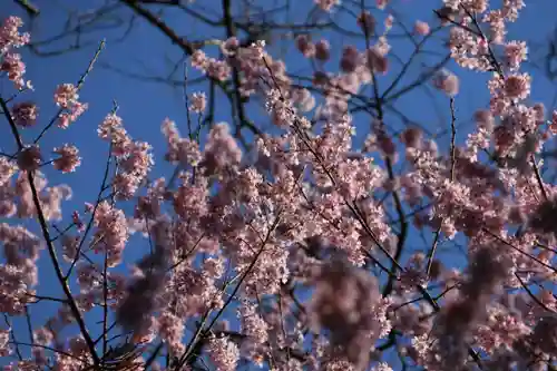 田村神社の自然