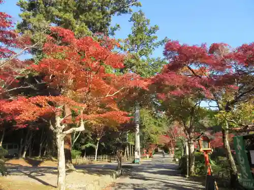 大原野神社の自然