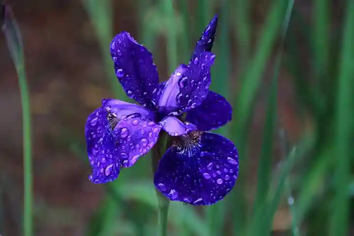開成山大神宮の庭園