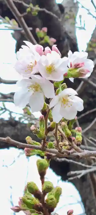 厄除の宮 駒林神社の自然