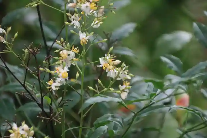 阿久津「田村神社」(郡山市阿久津町)旧社名:伊豆箱根三嶋三社の自然