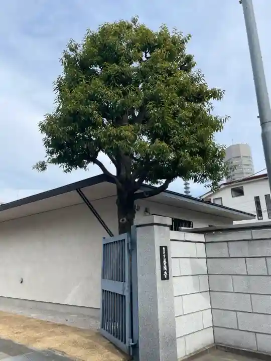 養国寺の{uncategorized: "未分類", other: "その他", undefined: "問題あり", building: "その他建物", grave: "お墓", sacred_gate: "鳥居", guardian: "狛犬", statue: "像", buddha: "仏像", history: "歴史", nature: "自然", garden: "庭園", animal: "動物", pagoda: "塔", temizu: "手水舎", mountain_gate: "山門・神門", sanctuary: "本殿・本堂", subordinate: "末社・摂社", art: "芸術", scenery: "景色", jizo: "地蔵", ema: "絵馬", goshuin: "御朱印", omikuji: "おみくじ", items: "授与品その他", amulet: "お守り", goshuincho: "御朱印帳", eats: "食事", festival: "お祭り", votive_dance: "神楽", shichigosan: "七五三参", wedding: "結婚式", experience: "体験その他", initially: "初詣", around: "周辺", anti_infection: "感染症対策"}