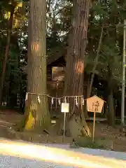 間々田八幡宮の自然