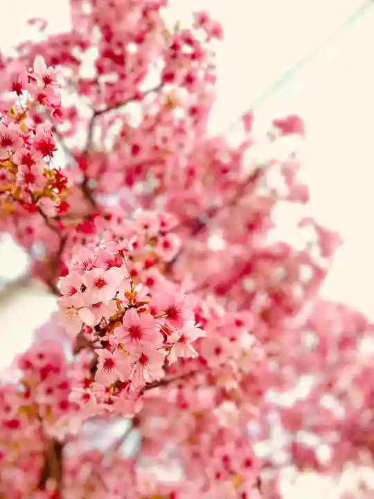 上野東照宮(東京都)