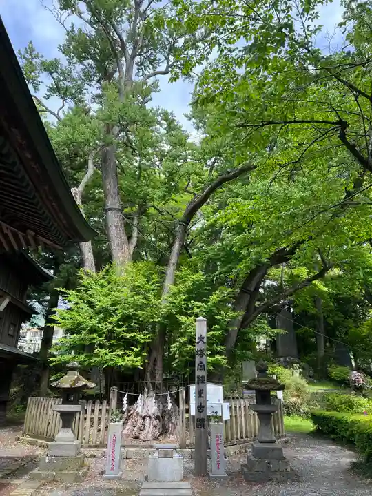 小室浅間神社の自然