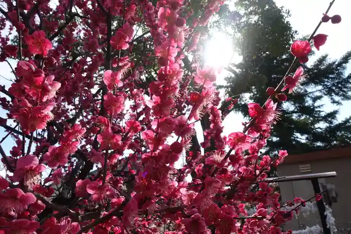 菅原天満宮(菅原神社)の自然