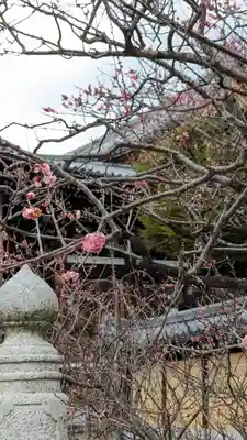 くろ谷 金戒光明寺(京都府)