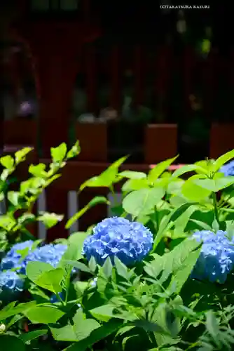 川越八幡宮(埼玉県)