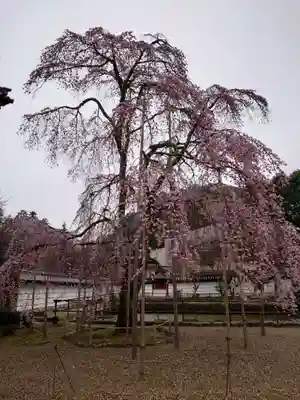 金剛寺(大阪府)