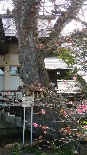 豊平神社の自然