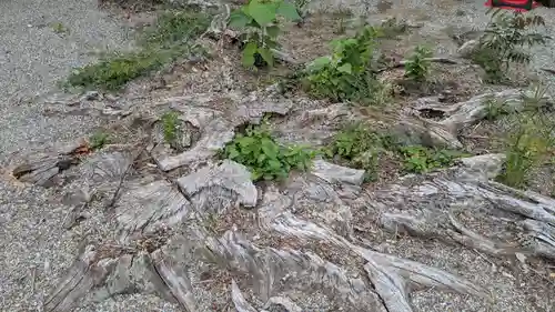 鹿嶋神社の自然