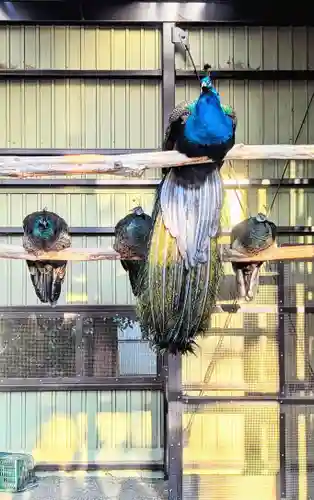 岩槻久伊豆神社の動物
