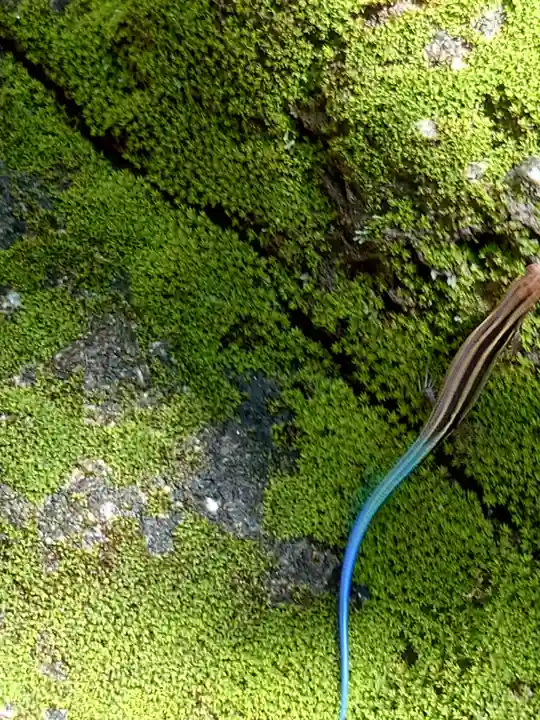 星田妙見宮の動物