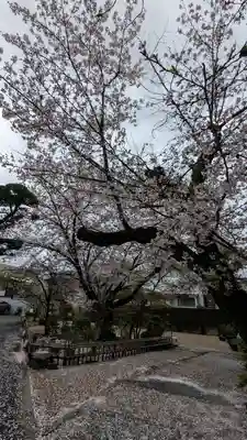 墨染寺（桜寺）(京都府)