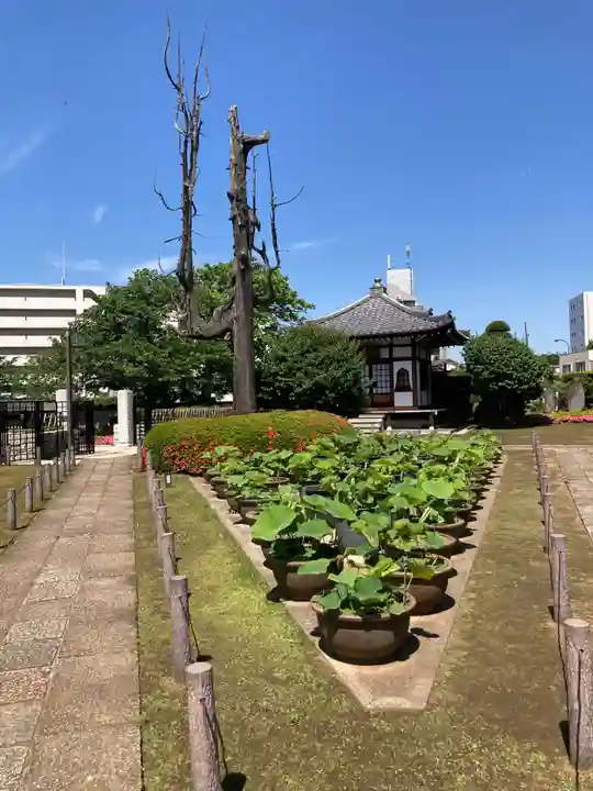 円乗院(東京都)